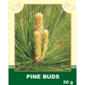Pine Buds